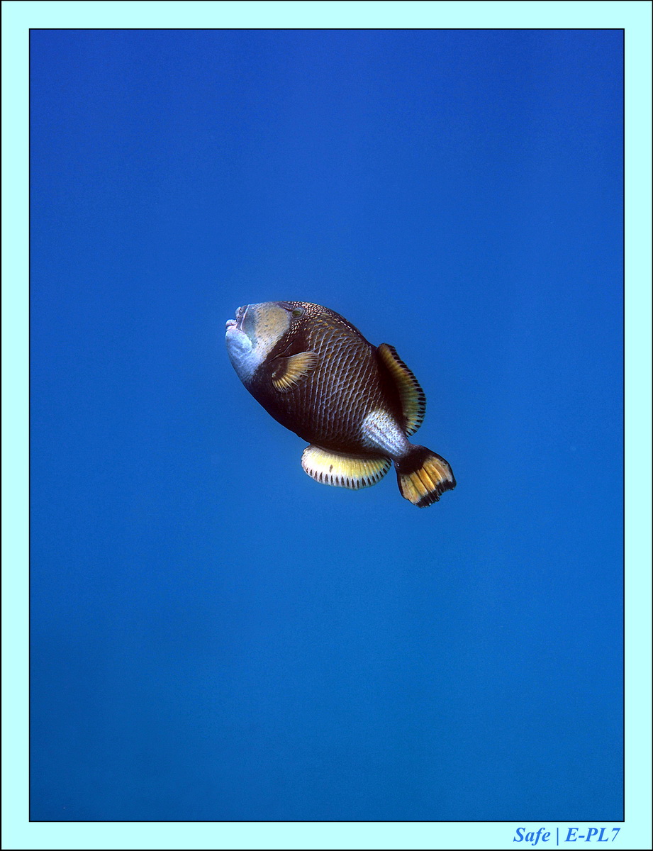 2016 - 07 - Leng Tengah - 064